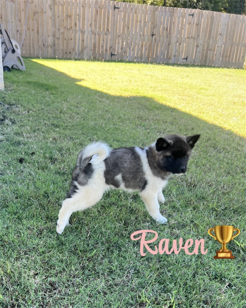 AKC Champion Bloodline—Raven