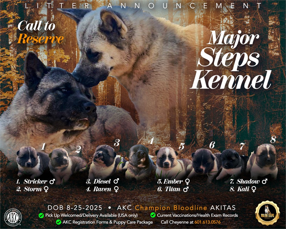 AKC Champion Bloodline- Ember