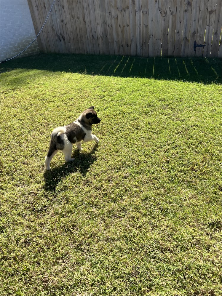 AKC Champion Bloodline—Raven