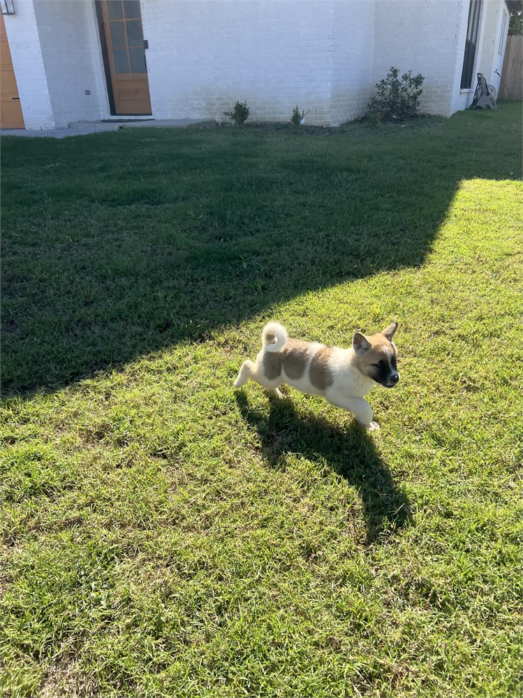 AKC Champion Bloodline- Ember