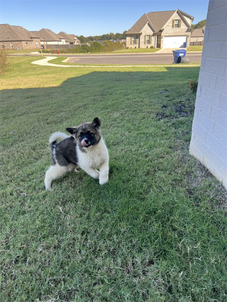 AKC Champion Bloodline- Diesle