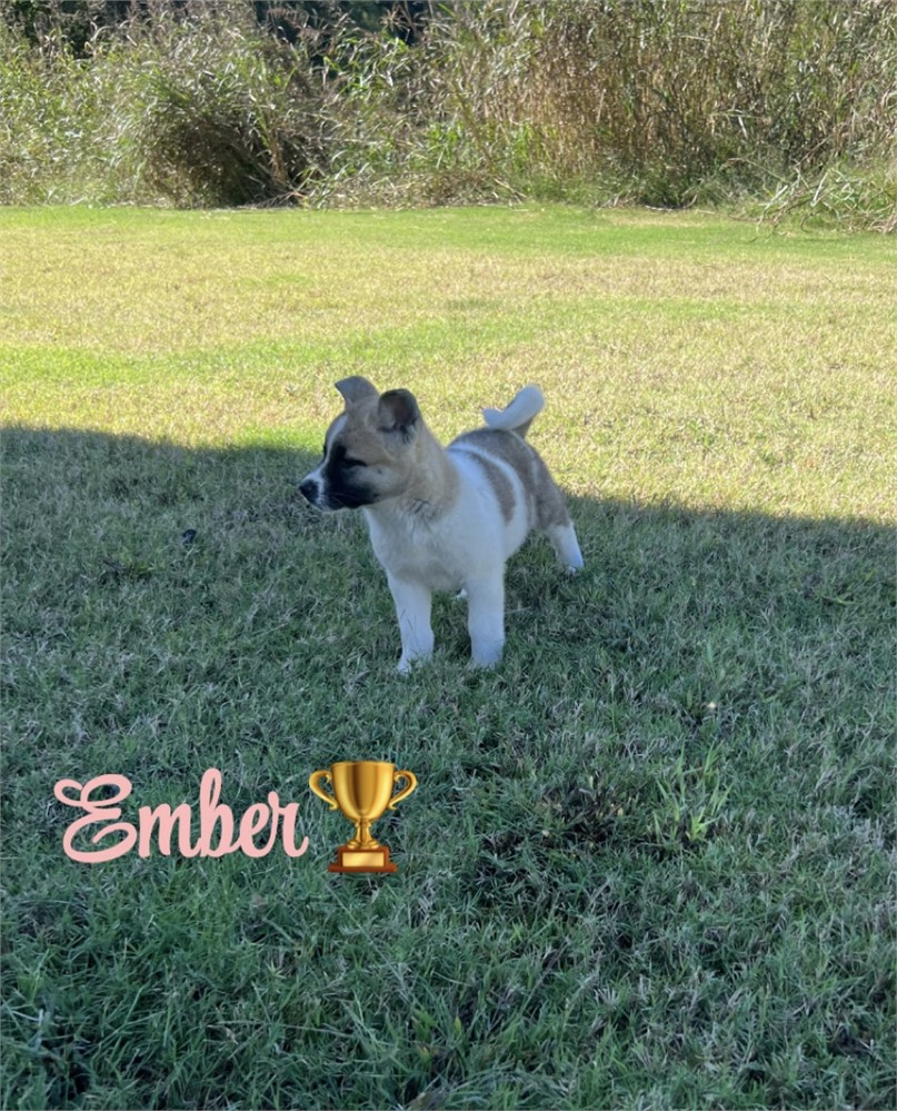 AKC Champion Bloodline- Ember