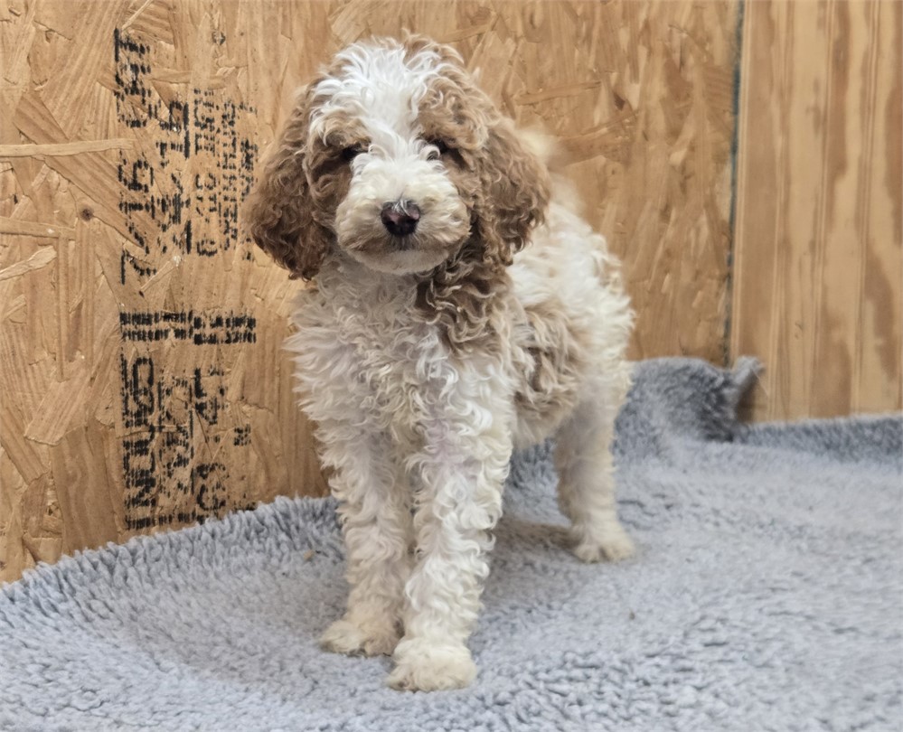 Handsome Crimson-Standard Poodles #1