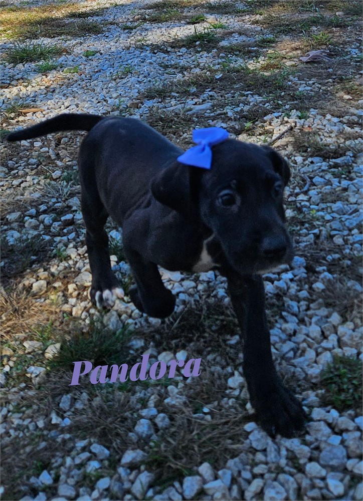 Black Dane Pandora