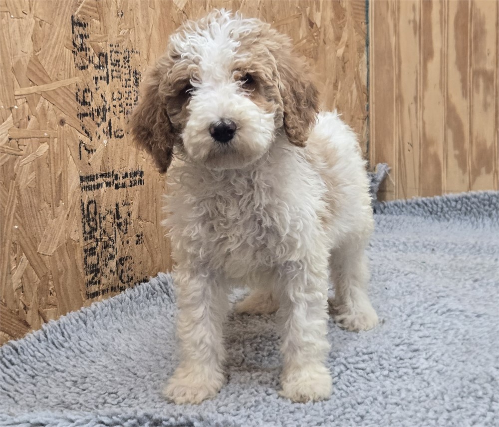 Beautiful Ripley-Standard Poodles #5