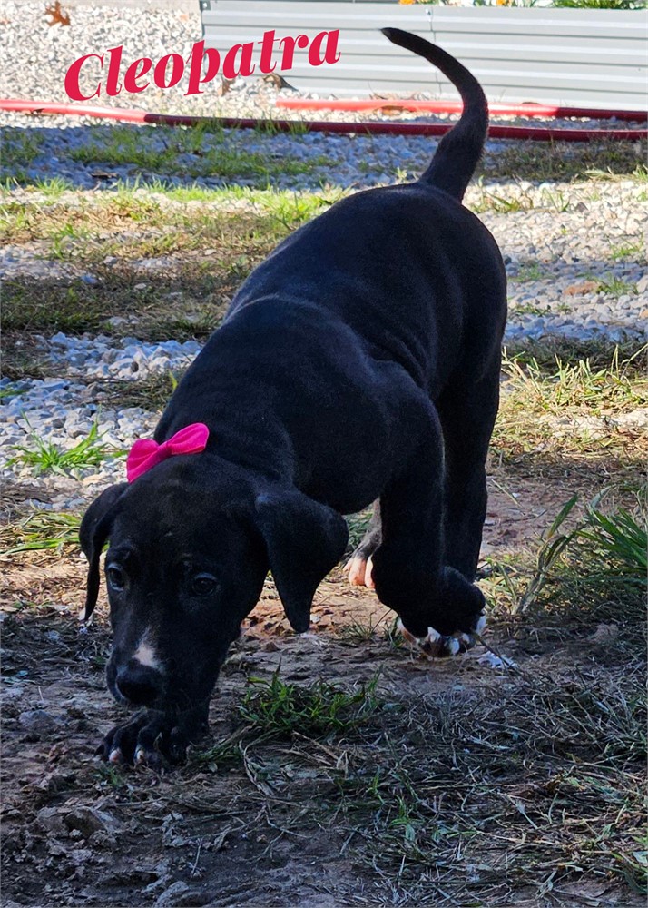 Black Dane Cleopatra