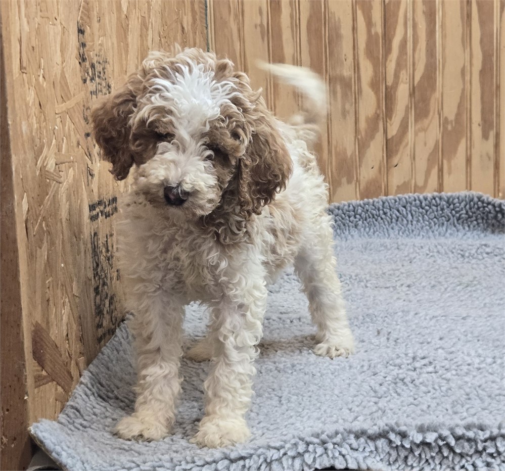 Handsome Crimson-Standard Poodles #1