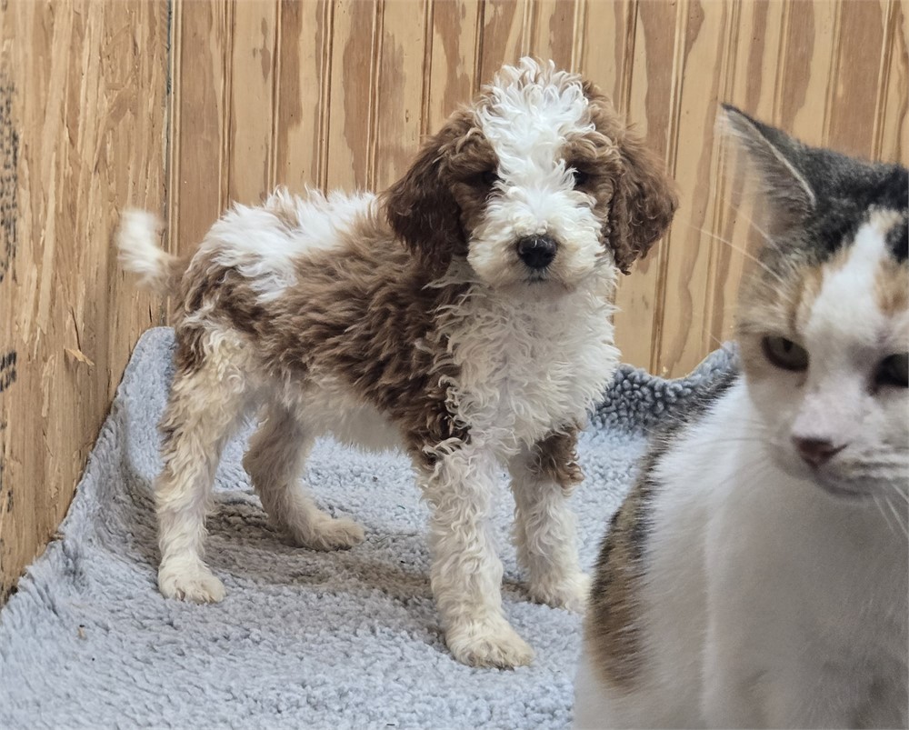 Handsome Draco - Standard Poodles #3