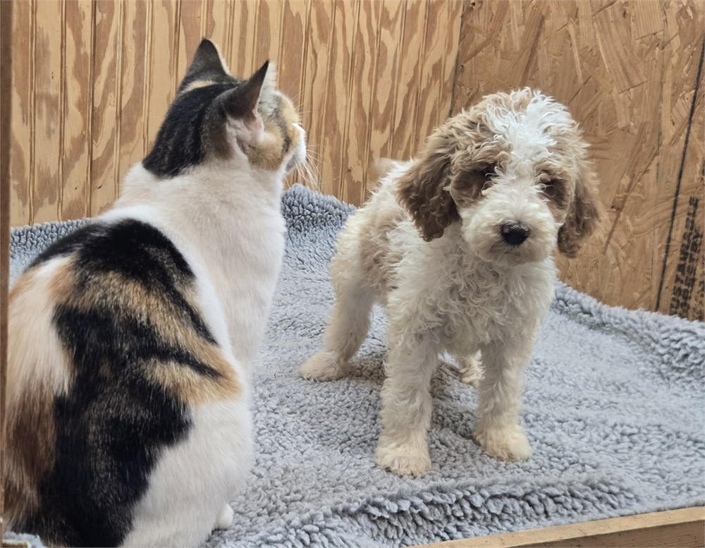 Beautiful Ripley-Standard Poodles #5