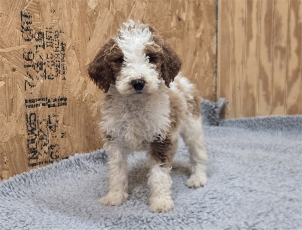 Handsome Draco - Standard Poodles #3