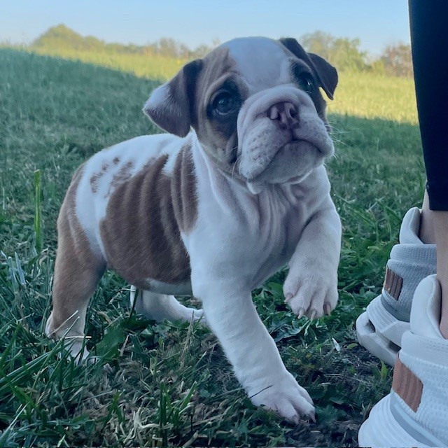English Bulldog (Female)