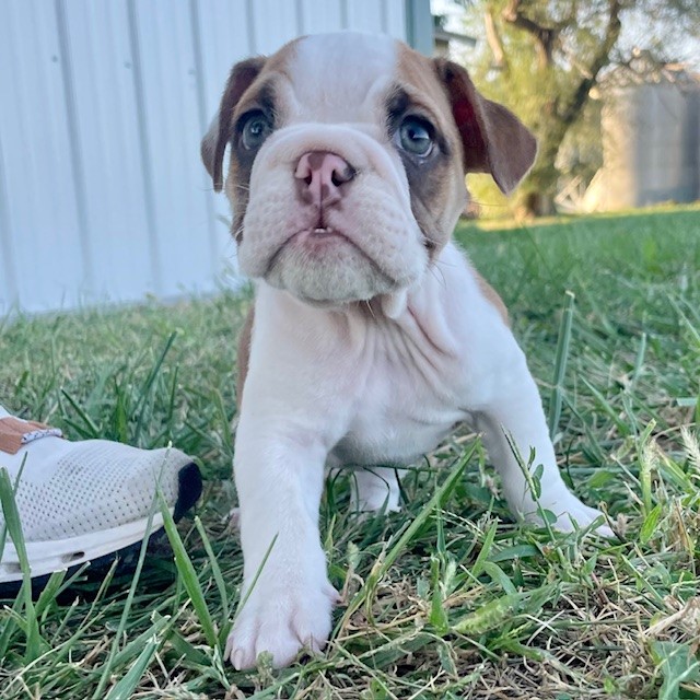 English Bulldog (Female)