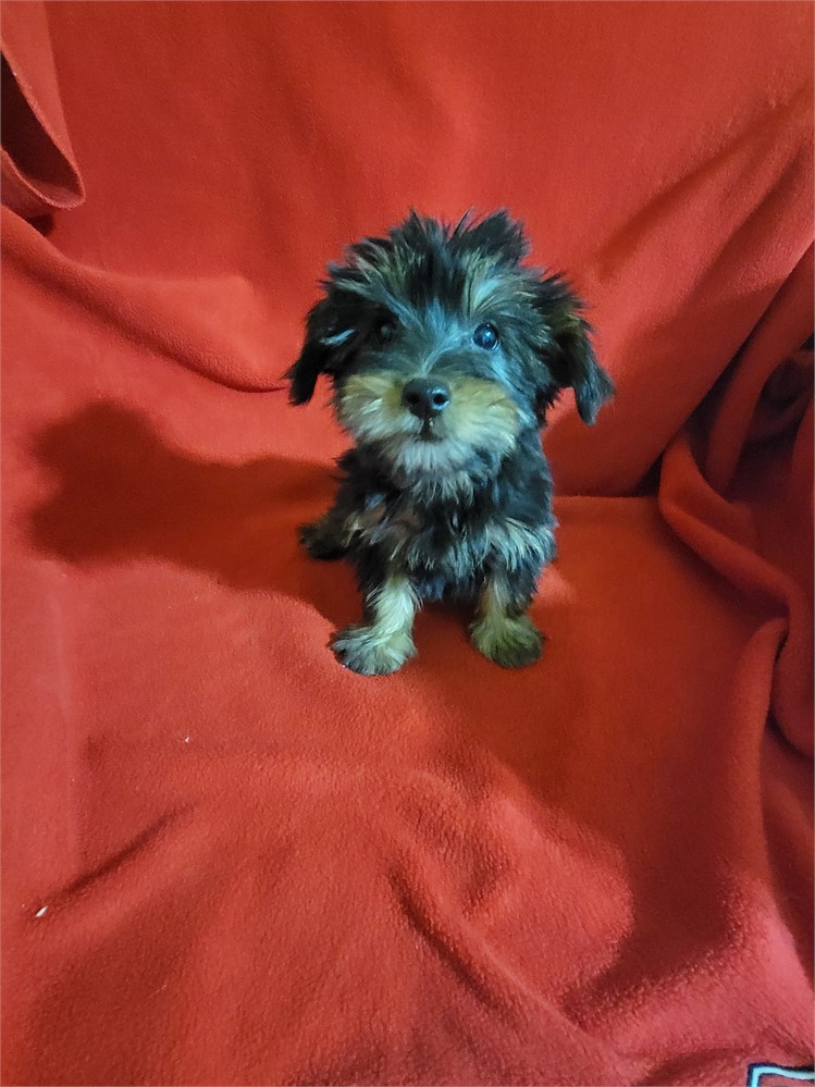 Yorkie-coton  sweet Female