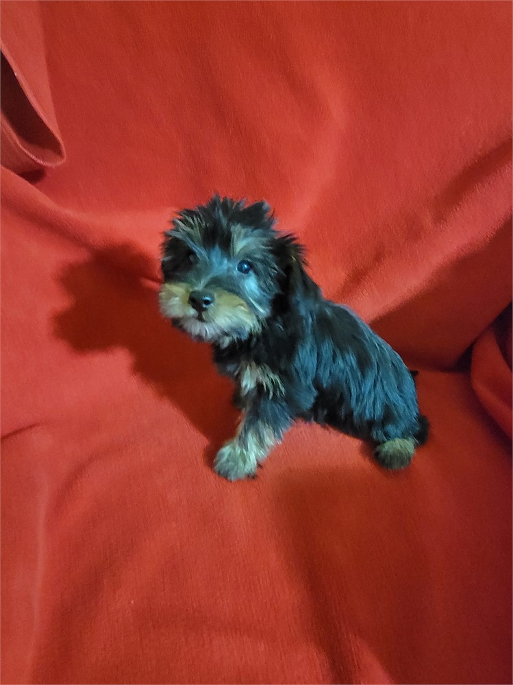 Yorkie-coton  sweet Female