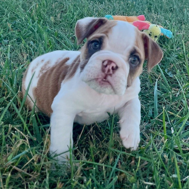 English Bulldog (Female)
