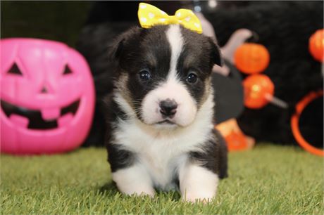 American Corgi Female 793