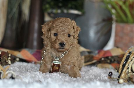 "Pumpkin Spice & Everything Nice 🎃" Small Toy Poodle male USDA Clean