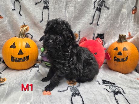 MAYFLOWERS PRECIOUS BABIES  M-#1