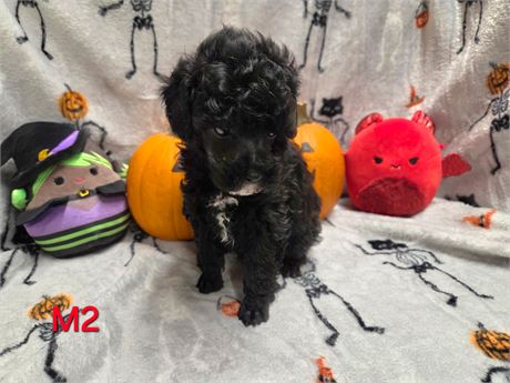 MAYFLOWERS PRECIOUS BABIES  M-#2