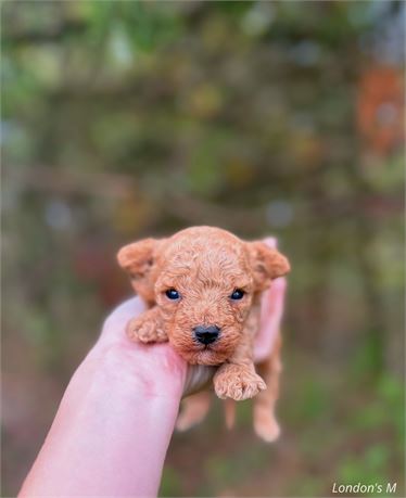 Toy poodle male light red London’s