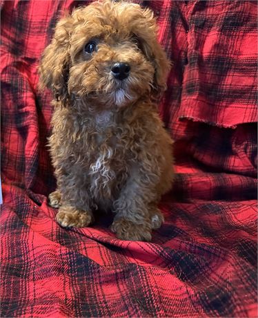 Toy Poodle clean usda