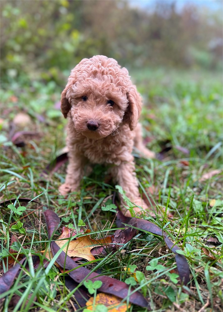 Toy Poodle apricot male twanny’s
