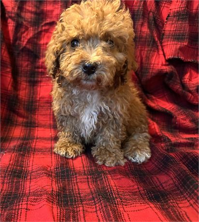 Toy Poodle clean usda