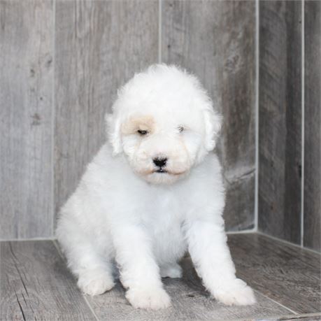 25280-01 Poodle