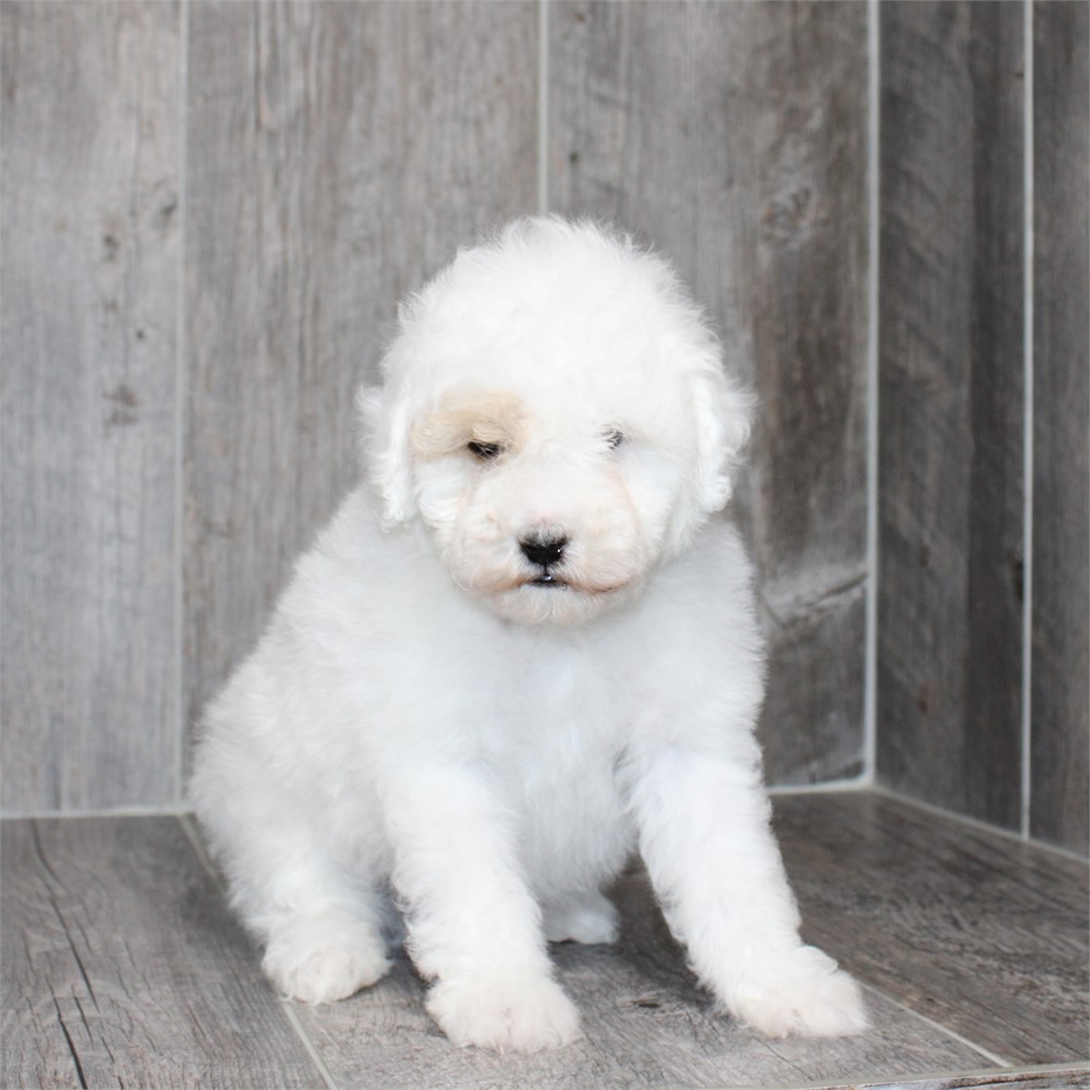 25280-01 Poodle