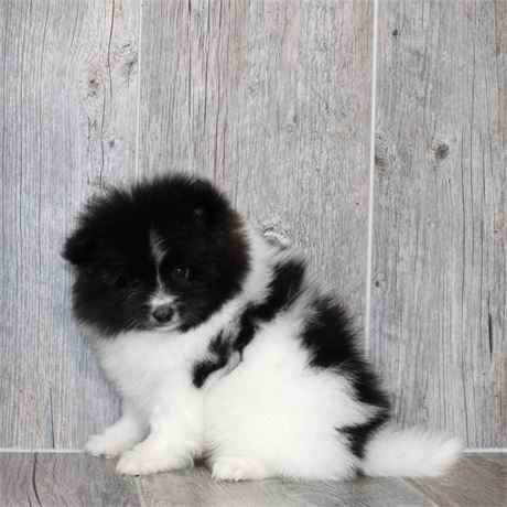 25285-02 Pomeranian
