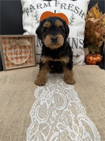 Bonnie's Yorkiepoo Male 2