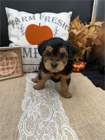 Bonnie's Yorkiepoo Male 1