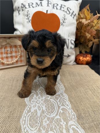 Bonnie's Yorkiepoo Male 3