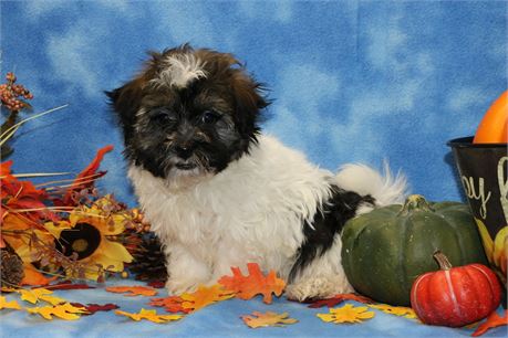 Benji--Male Havanese UABR