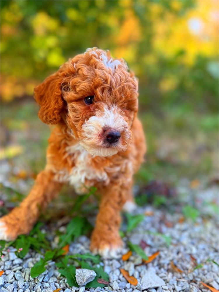 Toy poodle red male Azora’s