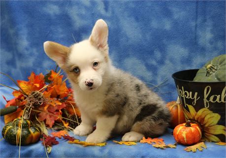 Gorgeous Blue Merle Male Corgi  UABR