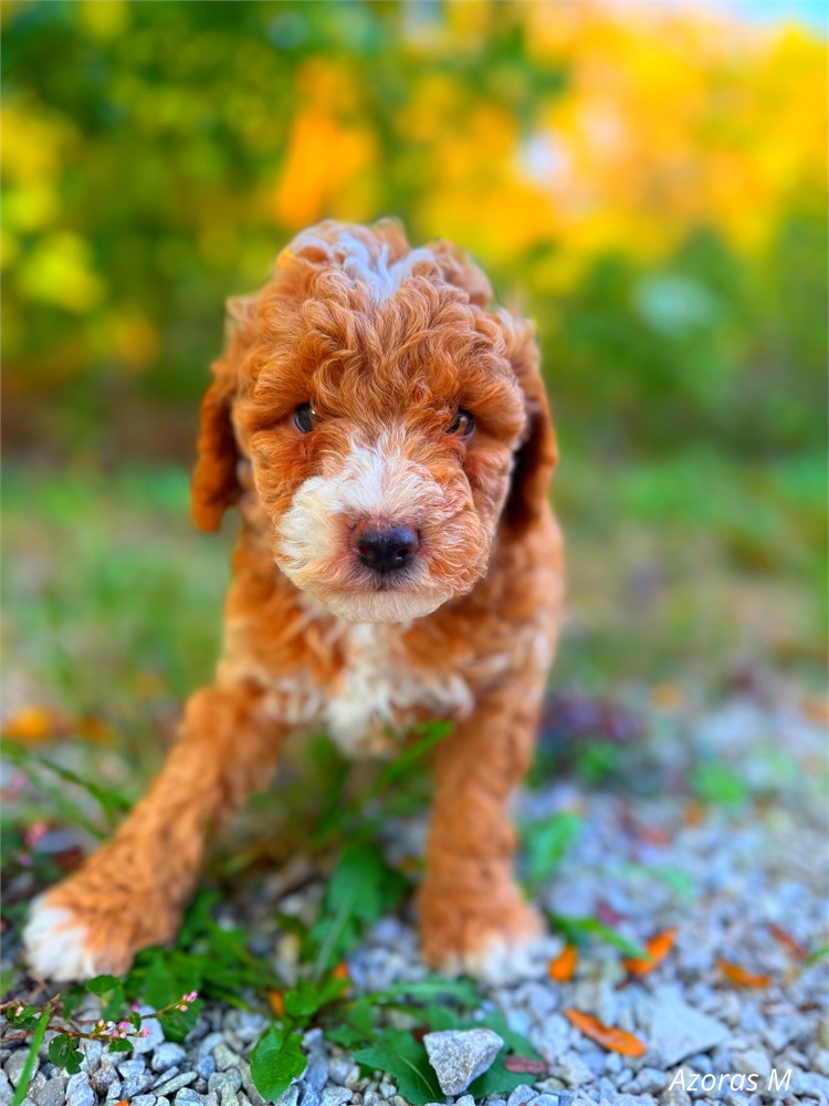 Toy poodle red male Azora’s