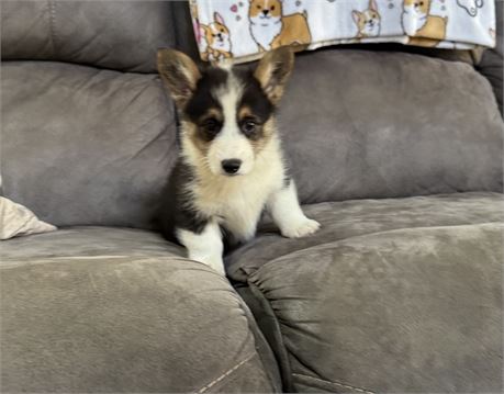 Nice American Female