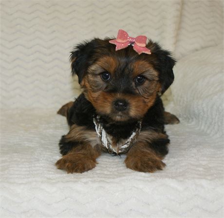 Sweet Female Yorkie *UABR*