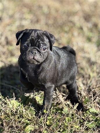 Pug Male