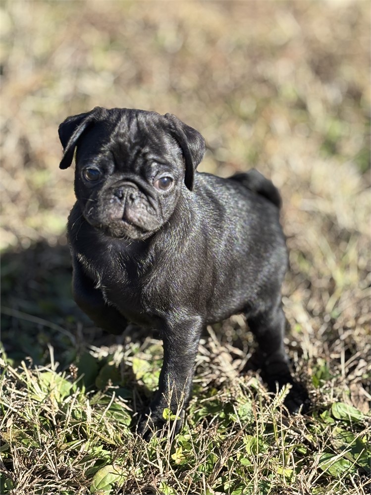Pug Male