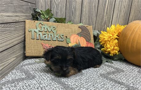 Female Yorkshire Terrier