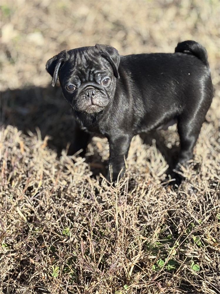 Pug Male