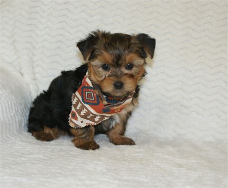 Handsome Male Yorkie *UABR*