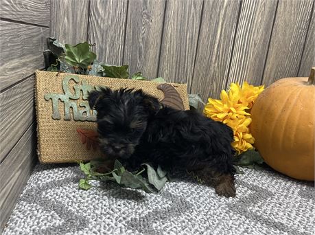 Male Yorkshire Terrier