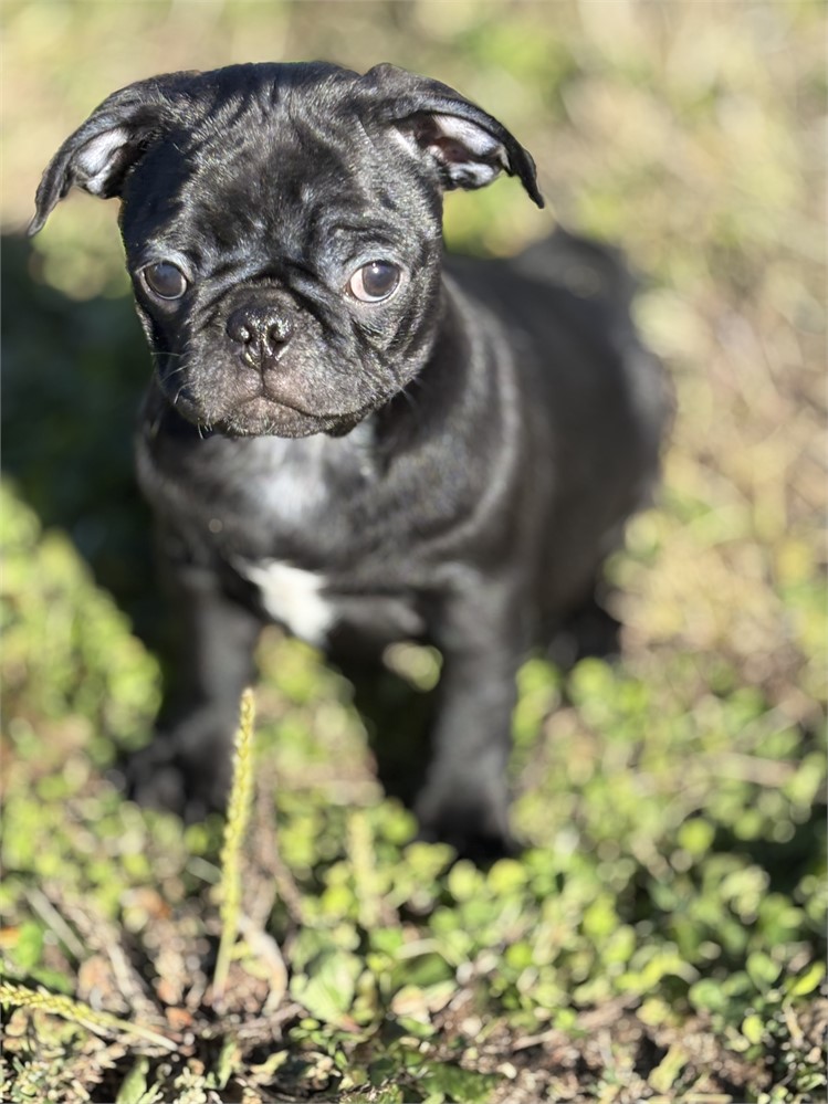 Pug Male