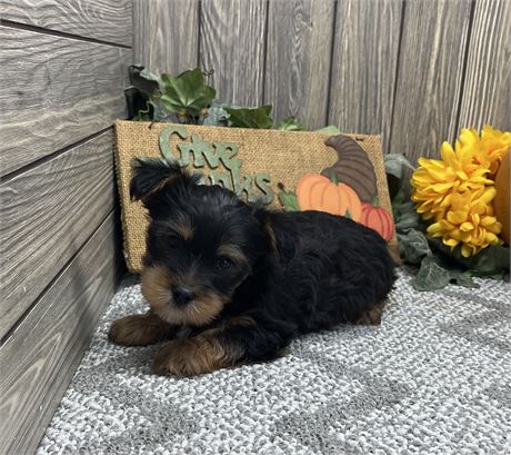 Male Yorkshire Terrier