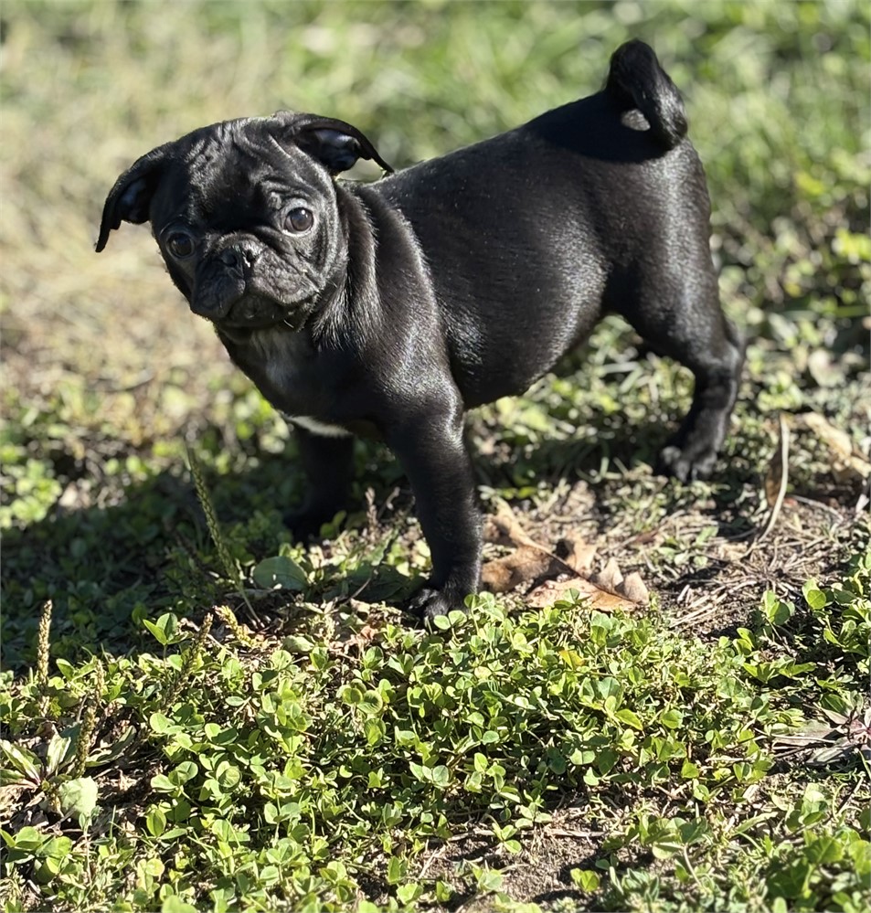 Pug Male