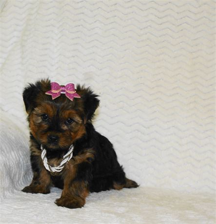 Delightful Female Yorkie *UABR*