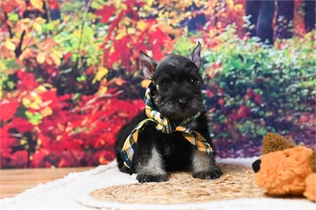 AKC Dark Salt & Pepper | Cash